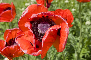 Red poppy