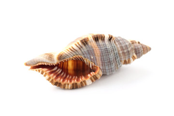 Cockleshell