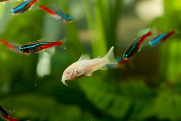 Tropical fish