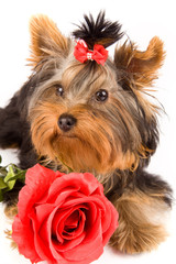 Yorkshire Terrier with rose - Dog