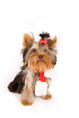 Yorkshire terrier with christmas scarf - dog