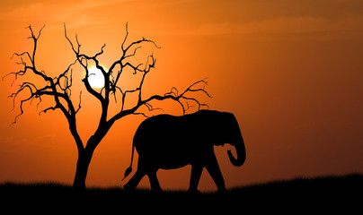 Fototapeta na wymiar elephant silhouette