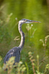 Great Blue Heron in Florida