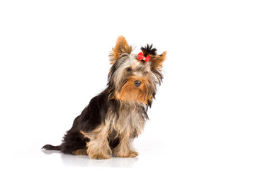 Yorkshire Terrier - Dog