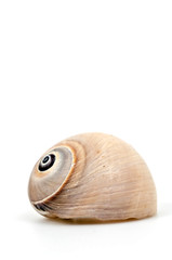 Sea shell