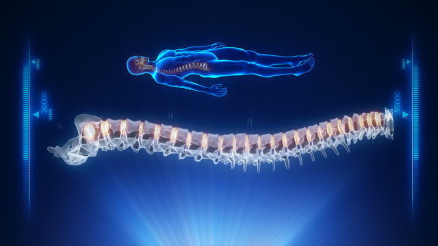 Human spine wit intervertebral discs