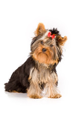 Yorkshire Terrier - Dog