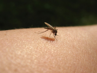 Bloodsucking mosquitoes (Culicidae) on a victim