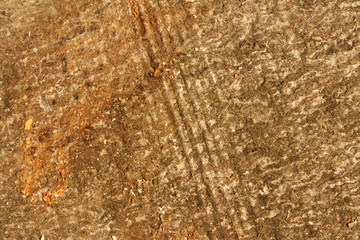 Holzrinde, Baumrinde