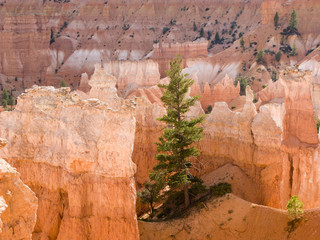 beautiful landscape in Bryce Canyon with tree