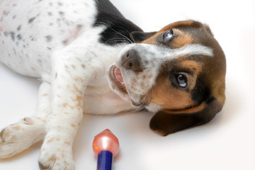 Tricolor beagle puppy playing