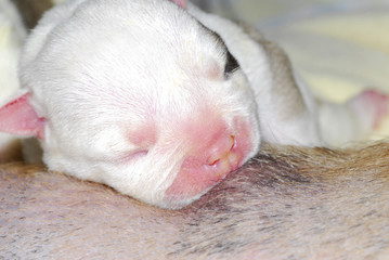 Fototapeta premium puppy nursing