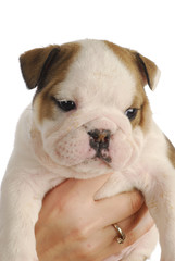 bulldog puppy
