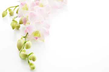 Closeup of flower on white table