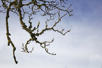 Valley oak branch