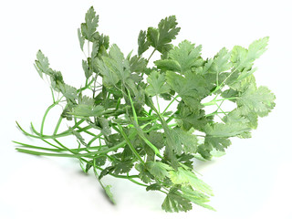 Sprig of Parsley in 3D