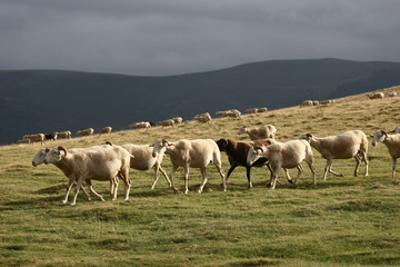 moutons