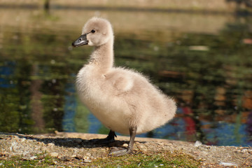 Swan chick