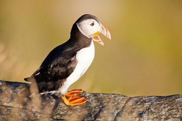 Papageientaucher