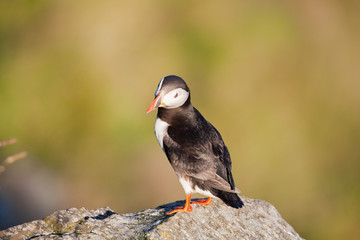 Papageientaucher
