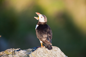 Papageientaucher