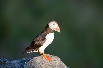 Papageientaucher