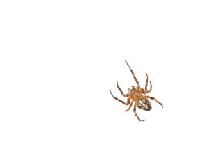 Cross spider
