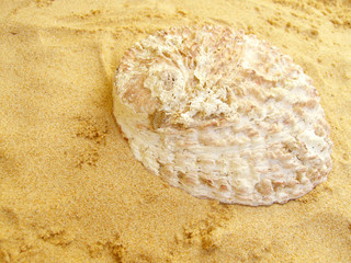 Abalone - Muschel