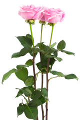 Obraz premium three roses