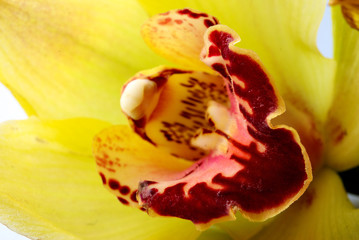 Fototapeta na wymiar Yellow orchid closeup. Abstract background
