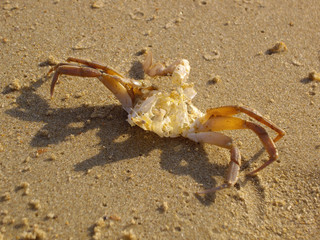 shell of crab on the sand