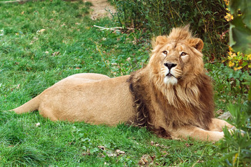 Lion couché