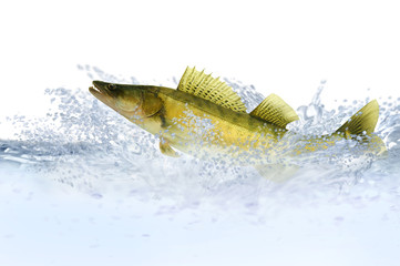 Fische 37