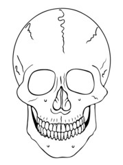 smiling skull - vector