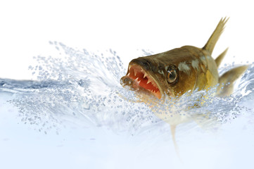 Fische 50
