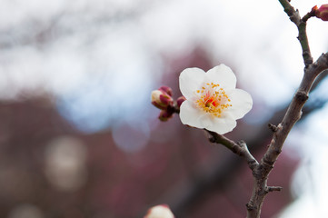 早春の白梅