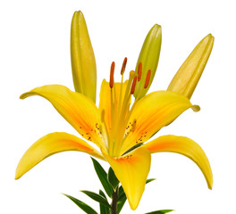 Obraz premium Yellow Lily (Lilium) Flower