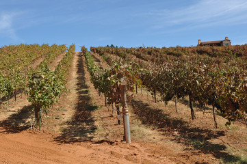 Fototapeta na wymiar Vineyard with Vines in a Row