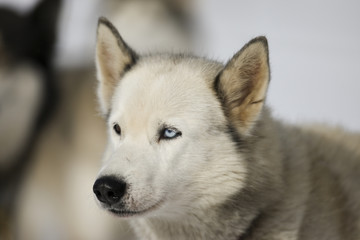 Schlittenhunderennen