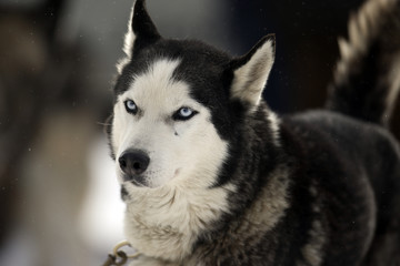 Schlittenhunderennnen