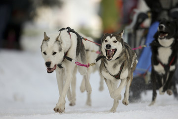 Schlittenhunderennen