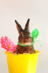 Osternhase