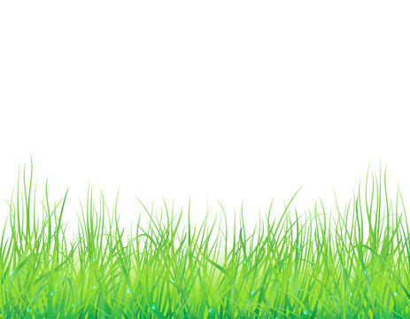 Background with the grass and drops