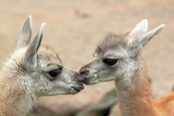 guanaco babys