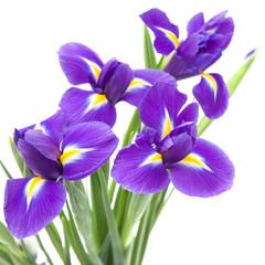 mooie donkerpaarse irisbloem geïsoleerd op een witte achtergrond