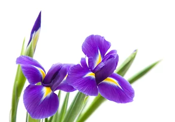 Fototapete Iris schöne dunkelpurpurne Irisblume lokalisiert auf weißem Hintergrund 