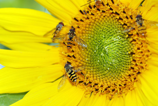 Sonnenblume mit Insekten
