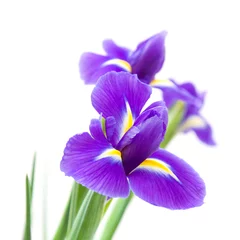 Papier Peint photo Lavable Iris belle fleur d& 39 iris violet foncé isolée sur fond blanc  