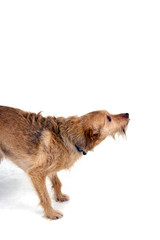 Peppi- ausgesetzter Hund