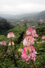 Cameron Highland, Malaysia..
